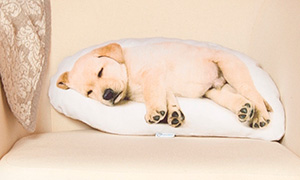 Милота: Подушки со спящими животными