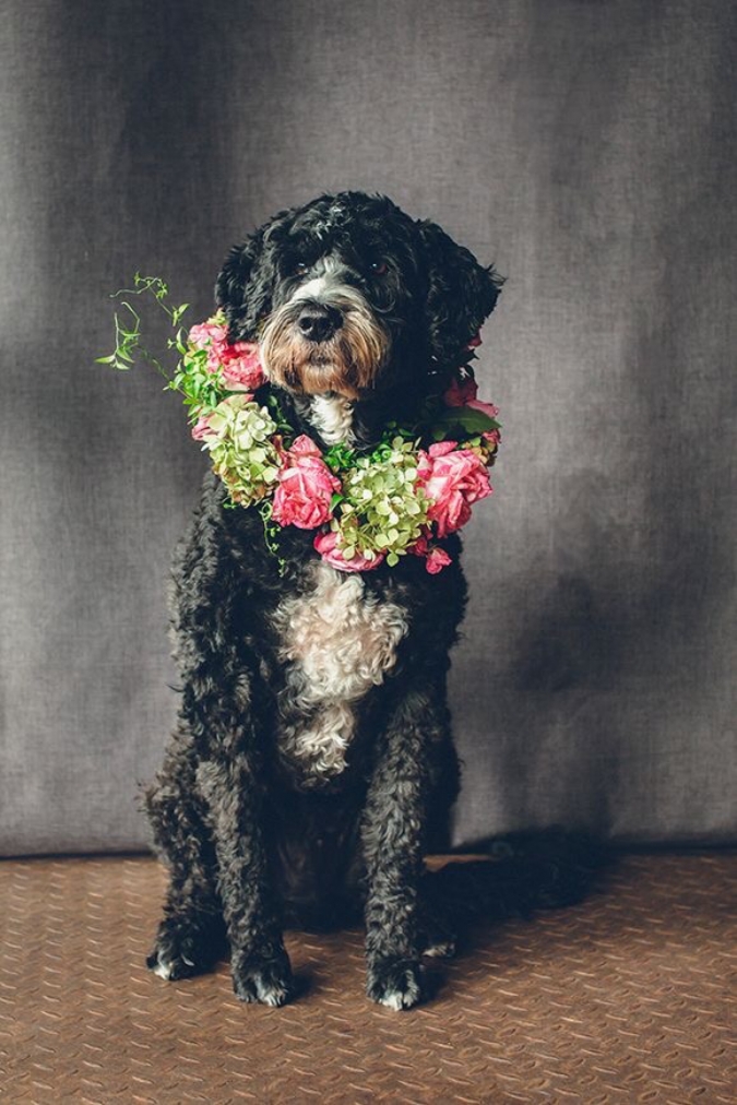 Кавайняшка: Собаки в цветочных венках
