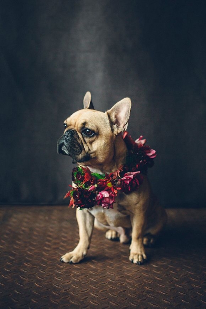 Кавайняшка: Собаки в цветочных венках