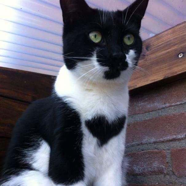 Кот с сердцем на груди