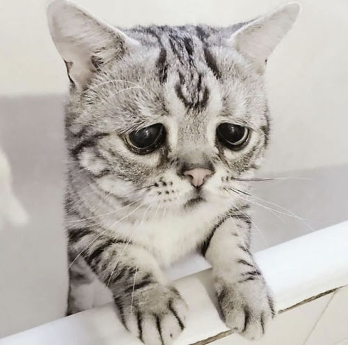 Мэгги Лью - кошка с самыми грустными глазами