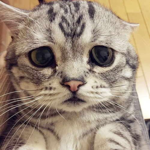 Кошка с грустными глазами