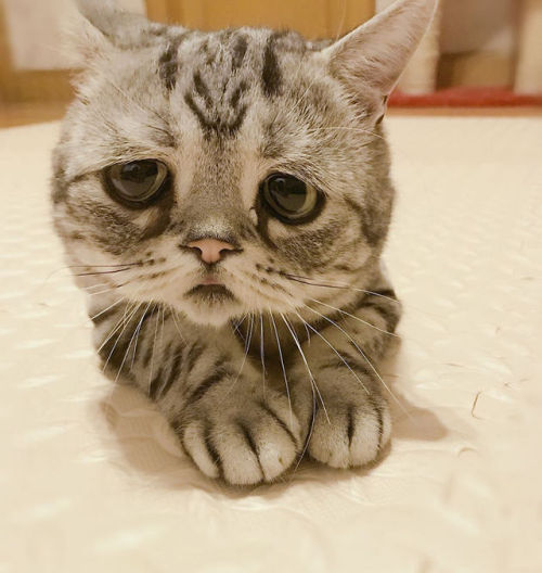 Кошка с самыми грустными глазами