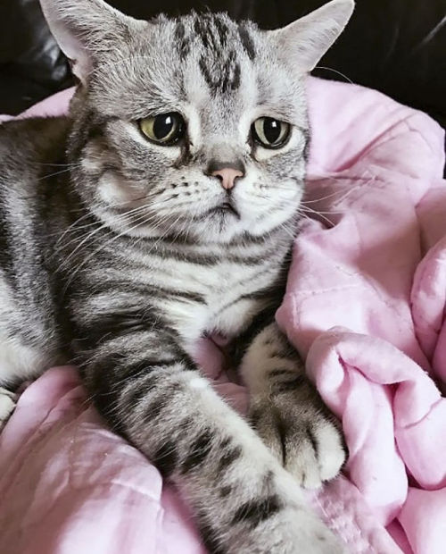 Мэгги Лью - Кошка с самыми грустными глазами
