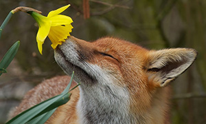Животные нюхают цветы, и делают это невероятно мило