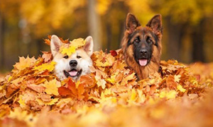Радость и осеннее настроение в каждом кадре: Собаки в листьях
