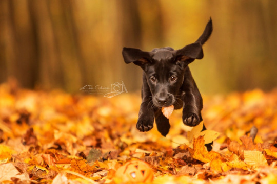 Собаки и щенки в осенних листьях