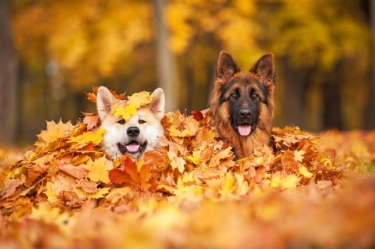 Собаки и щенки в осенних листьях