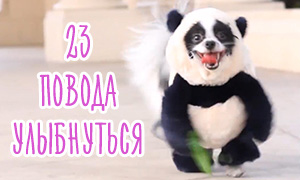 23 животных в умопомрачительно забавных костюмах