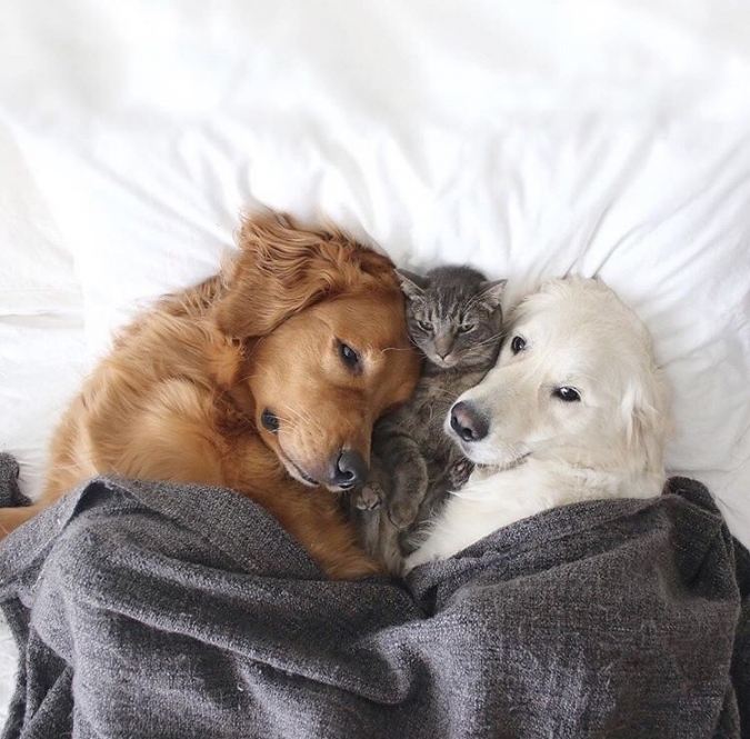 Собаки и кот лучшие друзья фото