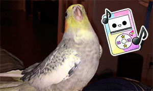 Попугай изображает рингтон телефона, когда не хочет чтобы хозяин уходил