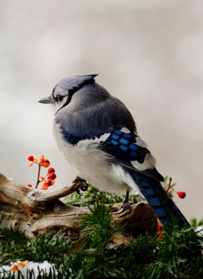 Красивые фото животных и птиц, белки, бурундуки