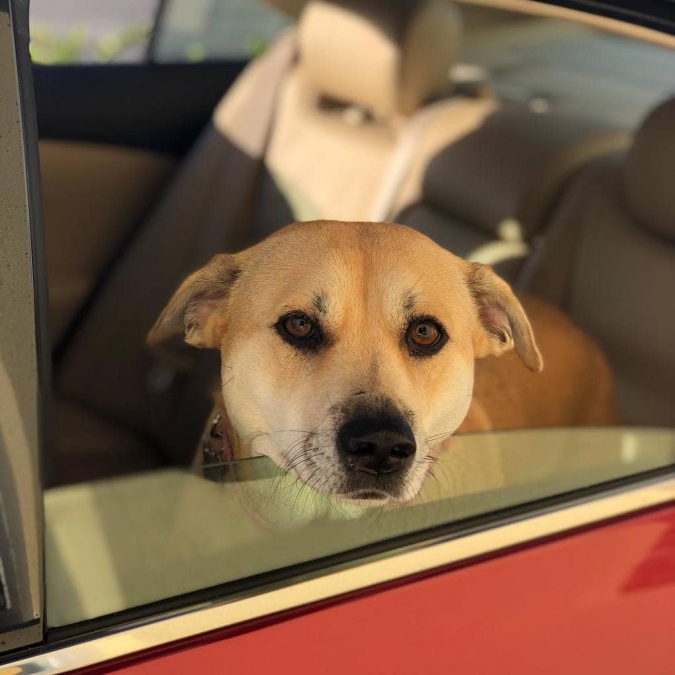 Собаки в ожидании вкусняшек в автокафе