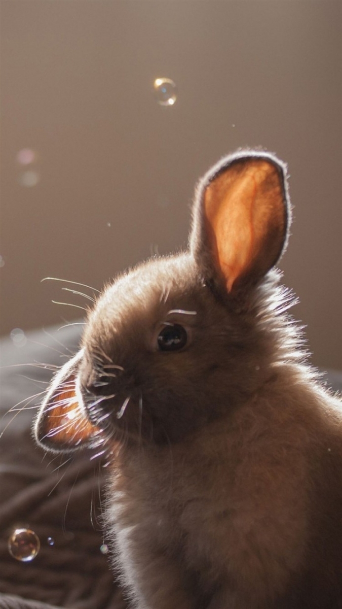 Заставки на телефон - картинки с милыми кроликами