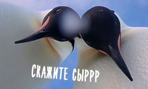 Пингвины случайно обнаружили камеру и сделали шикарное селфи
