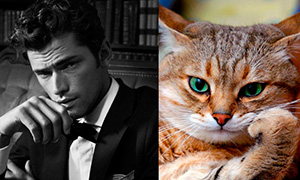 10 фото, на которых коты копируют моделей и актеров, и выглядят симпатичнее