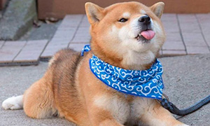 10 фото доказательств милоты собак породы Сиба-Ину
