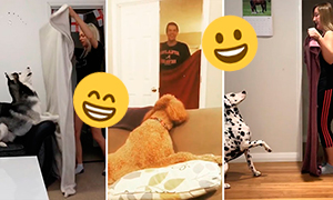 Реакция собак на популярный трюк с одеялом
