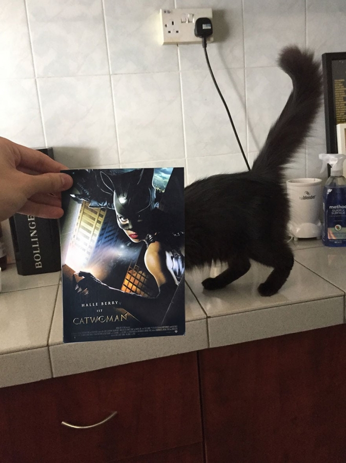 Коты и кино постеры