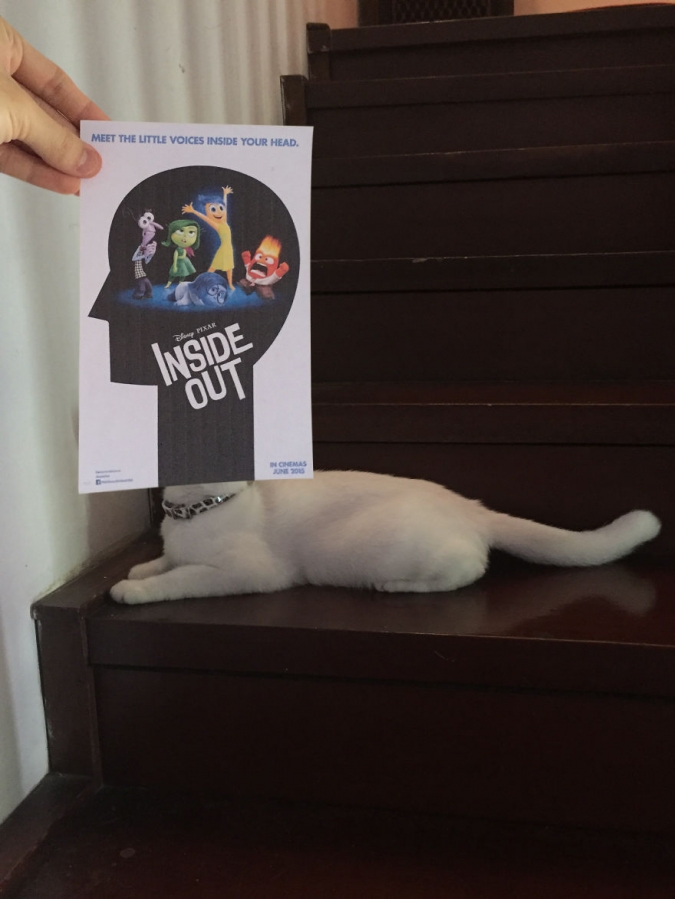 Коты и кино постеры