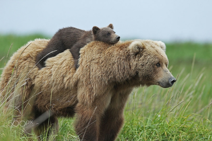 Медвежья нежность - мамы медведицы и их медвежата