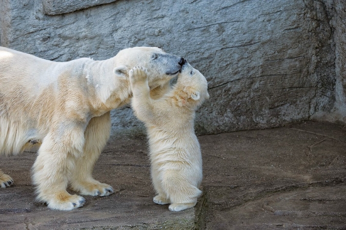 Медвежья нежность - мамы медведицы и их медвежата