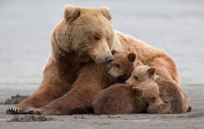 Мамы медведицы с медвежатами
