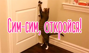 Умные котейки открывают двери - видео подборка