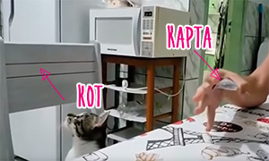 Смешное видео про кота и трюк с картой