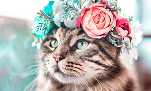Никто так не умеет носить цветочные короны, как кошки