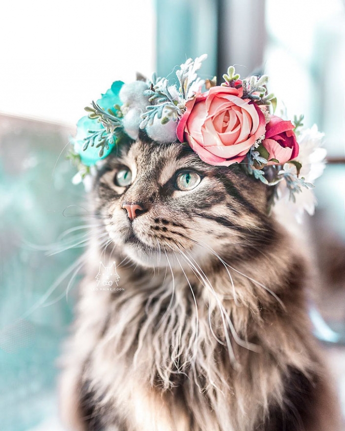 Кошки в коронах из цветов