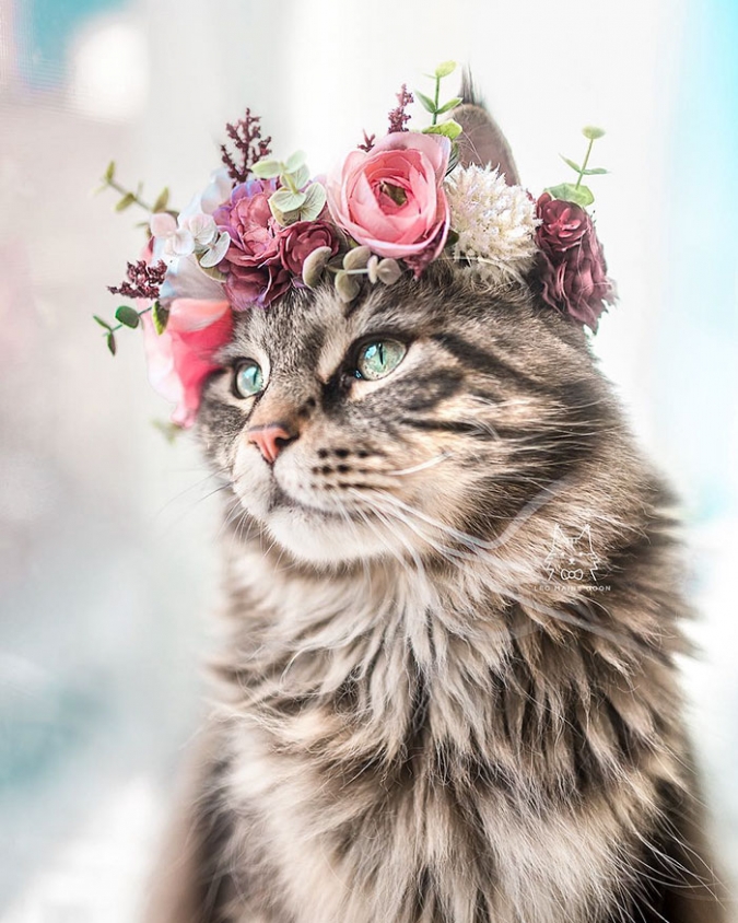 Кошки в коронах из цветов