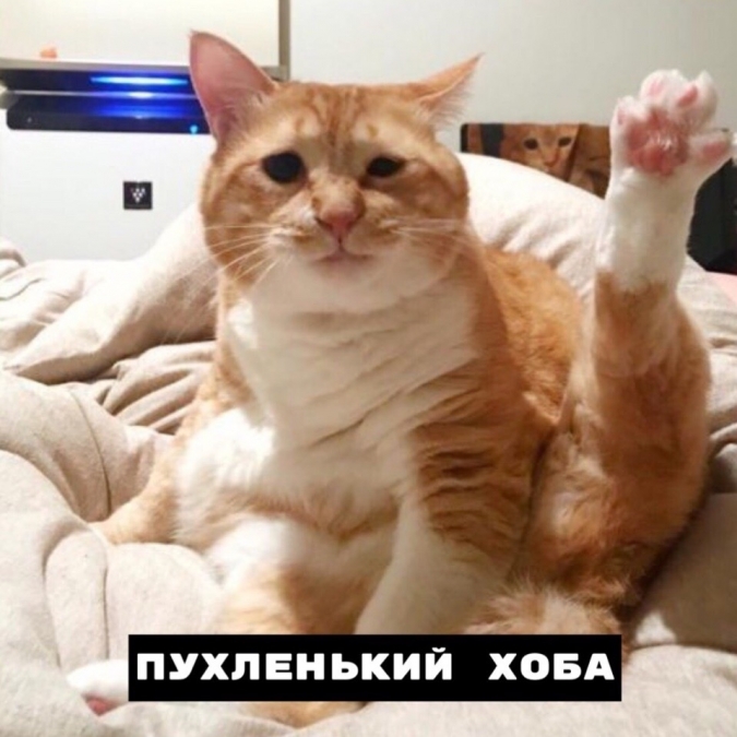 Кот мем Хоба виды