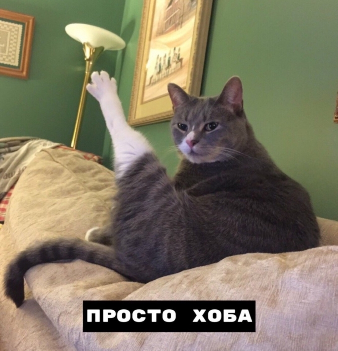 Кот мем Хоба виды