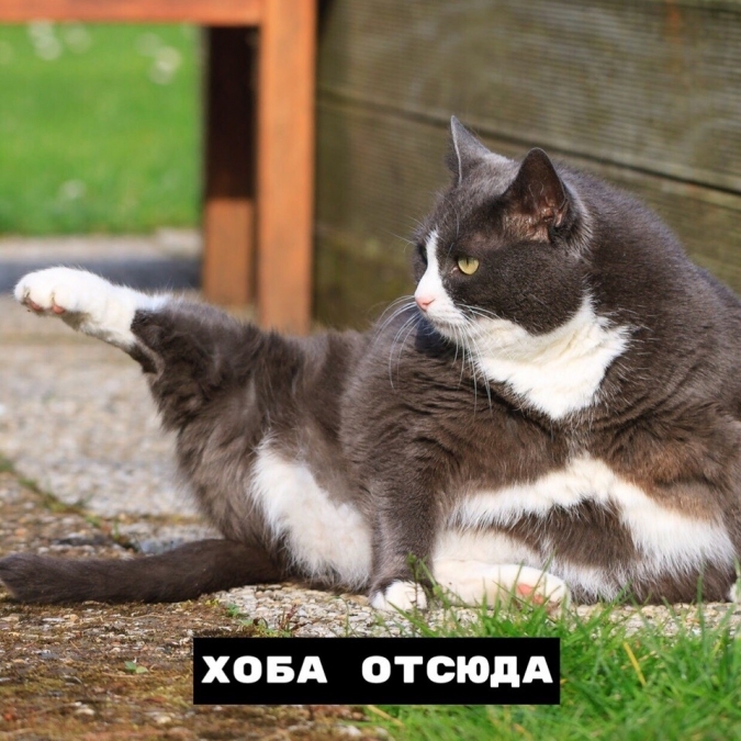 Кот мем Хоба виды