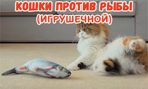 Кошки и игрушки в виде шевелящейся рыбы