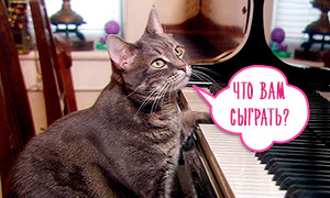 Нора - кошка пианистка, играет на пианино лучше Бетховена...ну почти