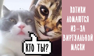 Невероятно смешное видео: Кошки "ломаются" от виртуальной маски кота. Вы должны увидеть реакцию второго котика!