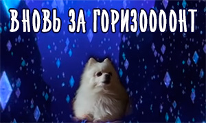 Песня Эльзы «Вновь за горизонт» в исполнении собак, двух очаровательных шпицев