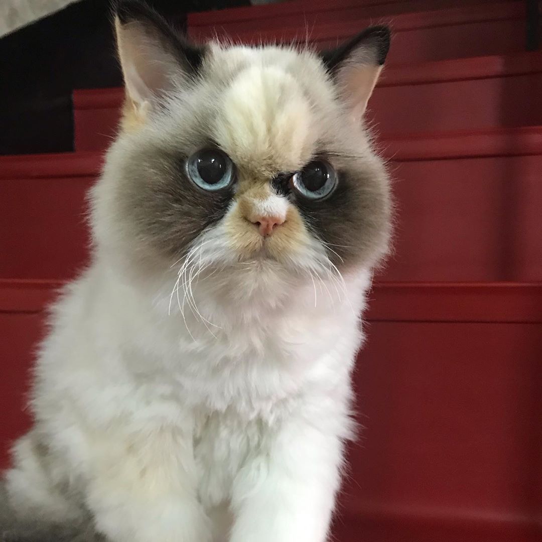 В интернете появилась новая пушистая Grumpy Cat, но зовут её Мяу Мяу -  YouLoveIt.ru