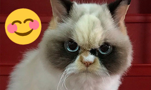 В интернете появилась новая пушистая Grumpy Cat, но зовут её Мяу Мяу