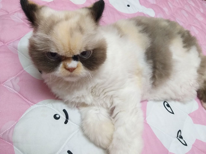 Угрюмая кошка Мяу Мяу